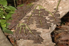 Baccaurea courtallensis